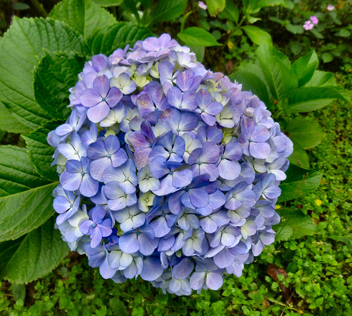 Hortensia, 
