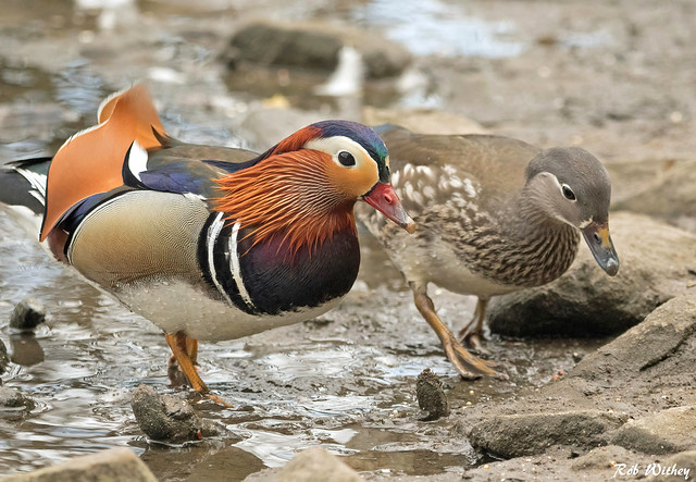 Mandarin Ducks (aix galericulata)