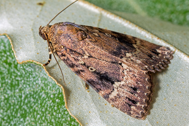 Copper underwing moth (Amphipyra pyramidea)