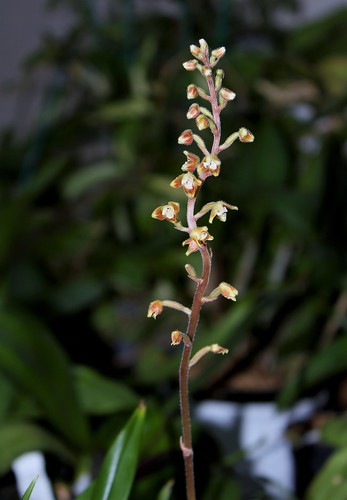 Macodes petola - orchidée-bijou terrestre 52296228485_035d436451