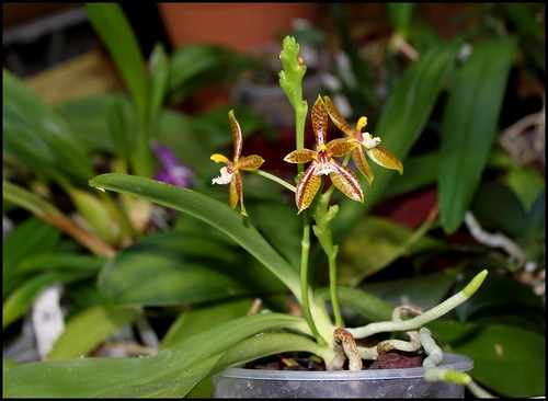 Phalaenopsis cornu-cervi  52296252583_45047c4077