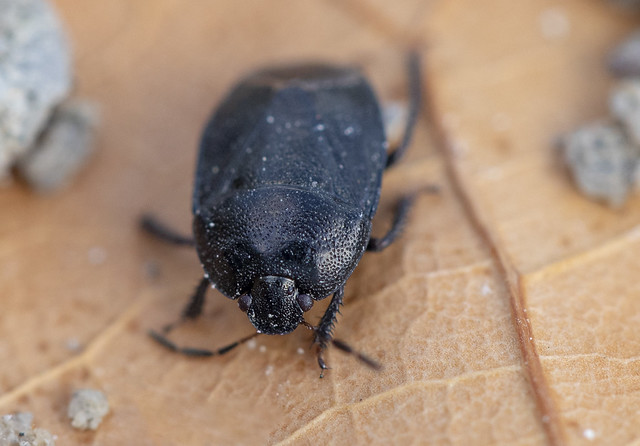 Bug, Cydnidae_Sehirus luctuosus (Forget-me-not Shieldbug) 2022-05