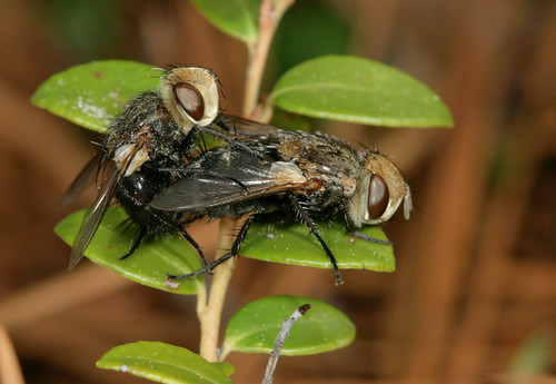 insect diptera tachinidae exoristinae gonia northcarolina sandhills weymouthwoods inaturalist canonef100mmf28macrousm