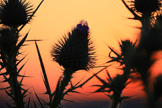 Thistle at sunset