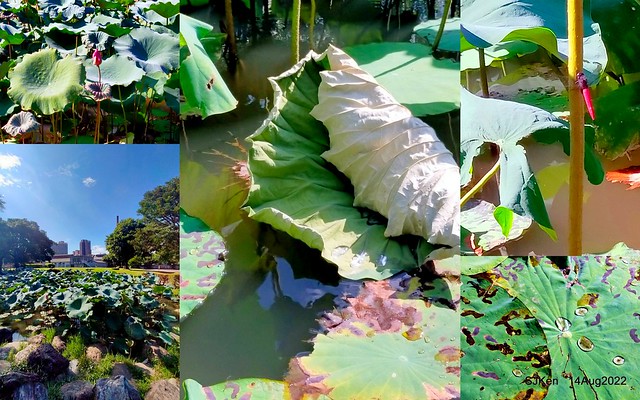 華山大草原荷花池荷葉篇(Lotus Leaves at Big Lotus pool at Hwashan creative area), Taipei, Taiwan, SJKen, Aug 14, 2022.