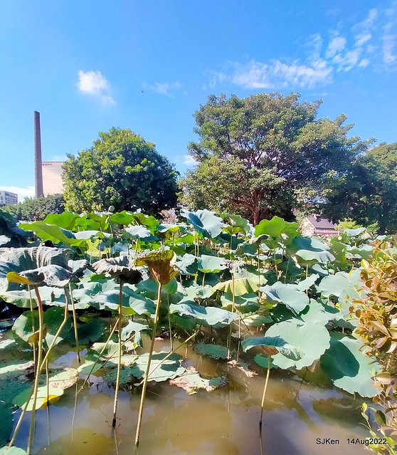 華山大草原荷花池荷葉篇(Lotus Leaves at Big Lotus pool at Hwashan creative area), Taipei, Taiwan, SJKen, Aug 14, 2022.