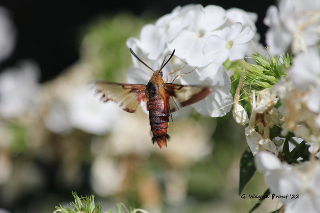 Hummingbird Clearwing Moth (Hemaris thysbe) and Garden Phlox (Phlox paniculata)