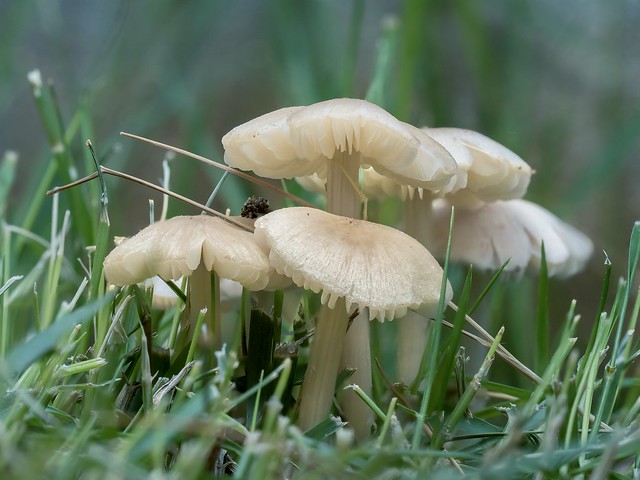 World photography Day. It rains and the umbrellas are out. Mushrooms, on my lawn.  17 August,2022 EM1 mk3, 60mmf2.8 Pro 1/50sec, f11, ISO200 5 images stacked in camera