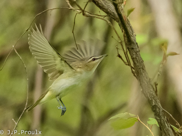 Viréo aux Yeux Rouges - Red -eyed Vireo