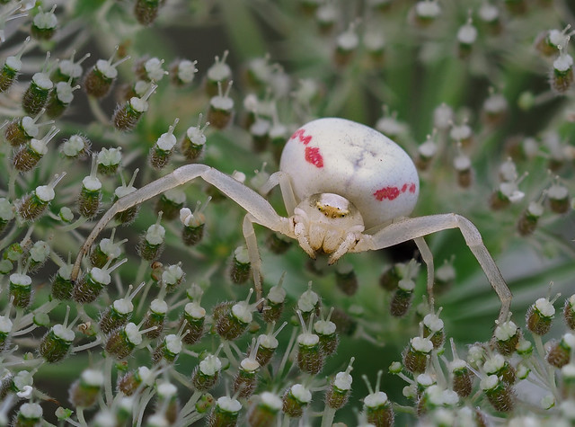 Veränderliche Krabbenspinne / Flower (crab) spider (Misumena vatia)