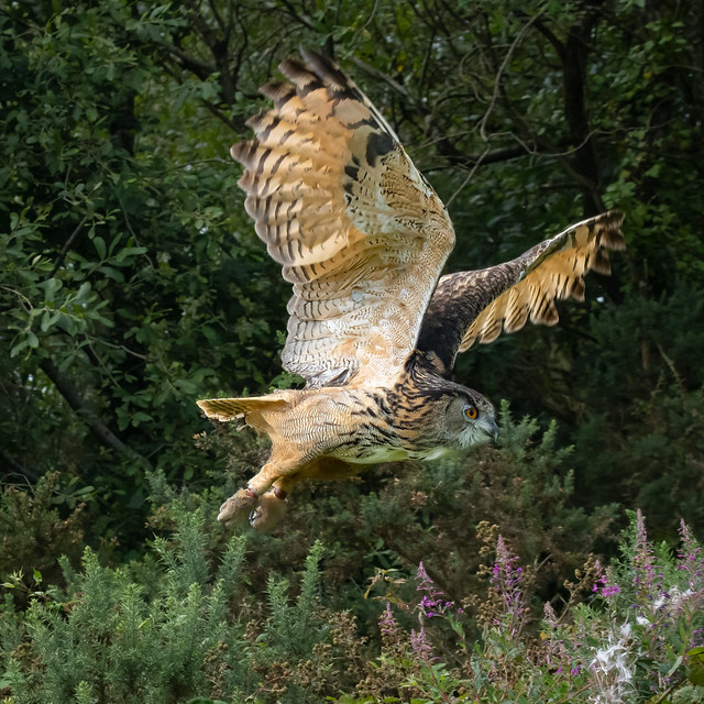 Eagle Owl in the latest boots