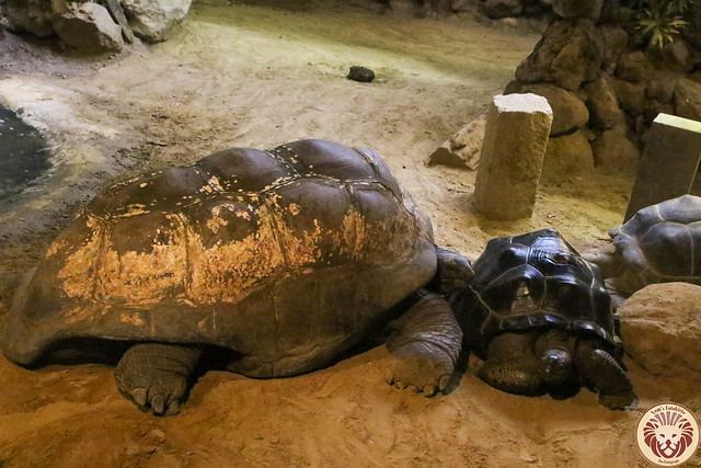 Seychellen Riesenschildkröte (Aldabrachelys gigantea)
