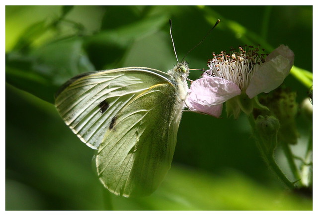 Large White Butterfly at Wildern Nature Reserve