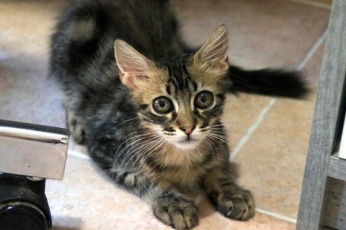 Piper, gatito pardo tabby muy dulce y bueno, nacido en Mayo´22, en adopción. Valencia. ADOPTADO. 52297110737_cd49515716