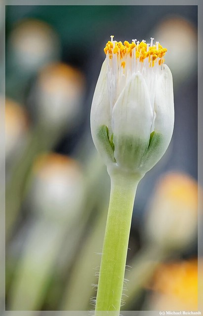 Weiße Blutblume (Haemanthus albiflos)