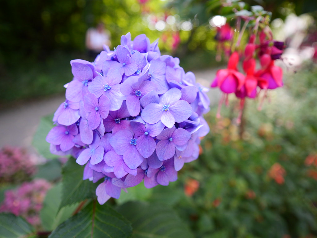 Hydrangea Class Hydrangea | Camelia Class | Flickr