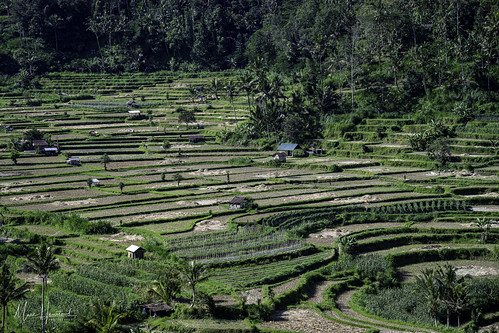 agungmountainview bali easternbali indonesia lamontagnecoffee landscape nikonz7ii riceterrace karangasem indonésie