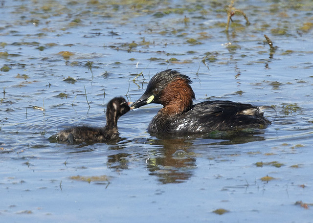 Little grebe feeding young