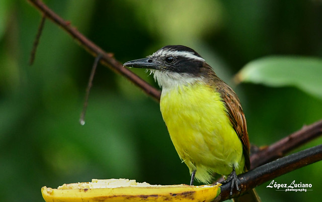 Aves de Colombia:Bichofué o Bienteveo común.( Pitangus sulphuratus.).Great kiskadee.