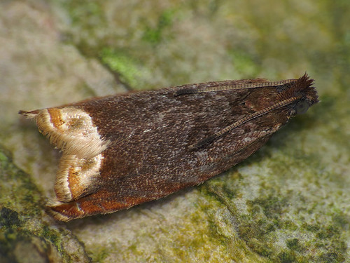ancylisselenana macro moth tortricidae