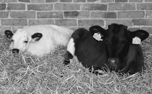 Black and white calves