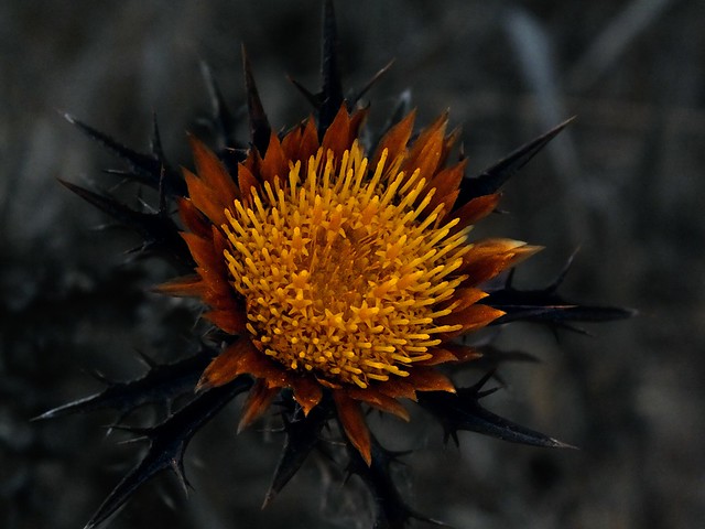 Carlina corymbosa flower