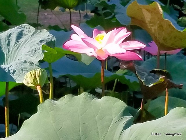 華山大草原荷花池紅荷篇(Red Lotus at Big Lotus pool at Hwashan creative area), Taipei, Taiwan, SJKen, Aug 14 , 2022.