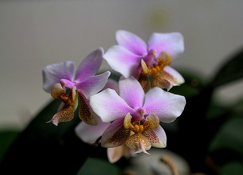 Phalaenopsis wiganiae 52297891558_34f543be41