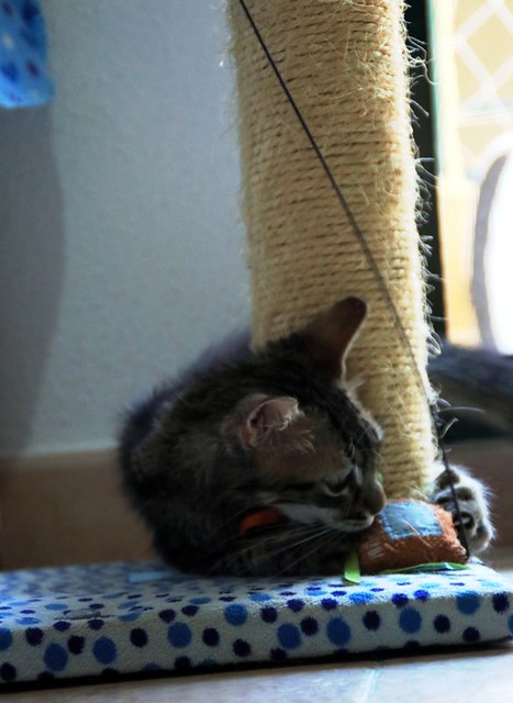 Piper, gatito pardo tabby muy dulce y bueno, nacido en Mayo´22, en adopción. Valencia. ADOPTADO. 52298092676_9fa05c6ffa_z