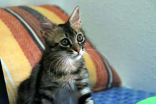 Piper, gatito pardo tabby muy dulce y bueno, nacido en Mayo´22, en adopción. Valencia. ADOPTADO. 52298101888_c10338824a
