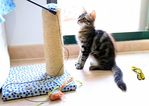 Piper, gatito pardo tabby muy dulce y bueno, nacido en Mayo´22, en adopción. Valencia. ADOPTADO. 52298102003_6220787a2a