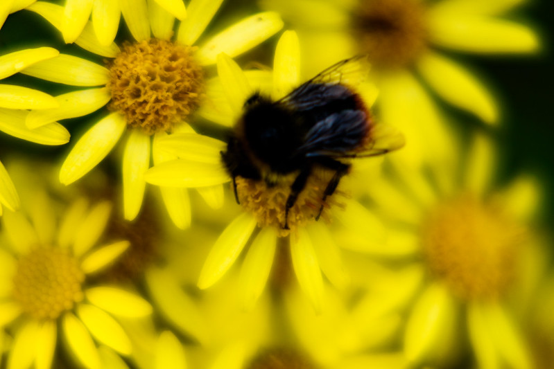 Ragwort with bumble bees