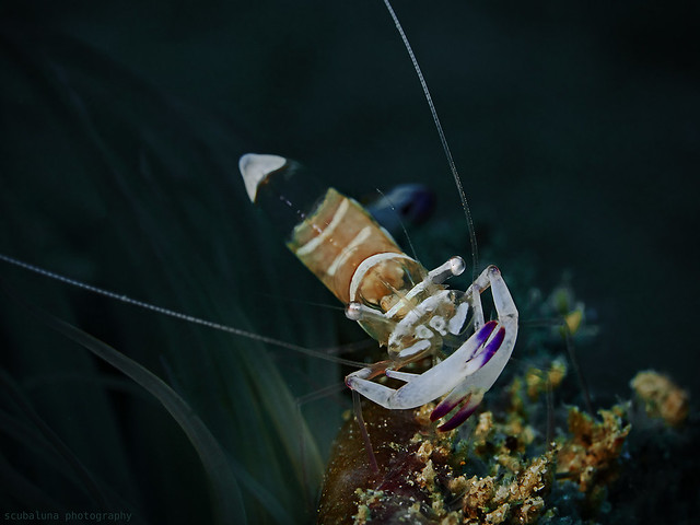 Magnificent Anemone Shrimp (Ancylomenes magnificus)