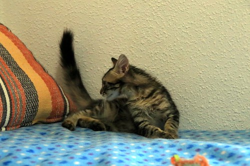 Piper, gatito pardo tabby muy dulce y bueno, nacido en Mayo´22, en adopción. Valencia. ADOPTADO. 52298360894_75fdf29637