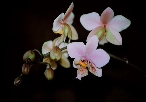 Phalaenopsis wiganiae 52298388840_b447cb4e45