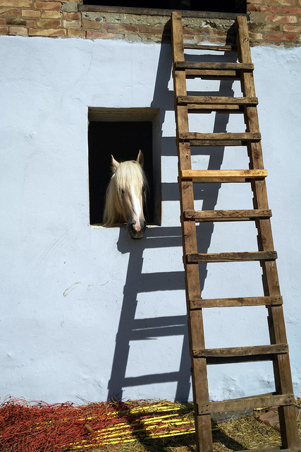 Un cavallo alla finestra - A horse at the window (Explored Aug 21, 2022 #292)