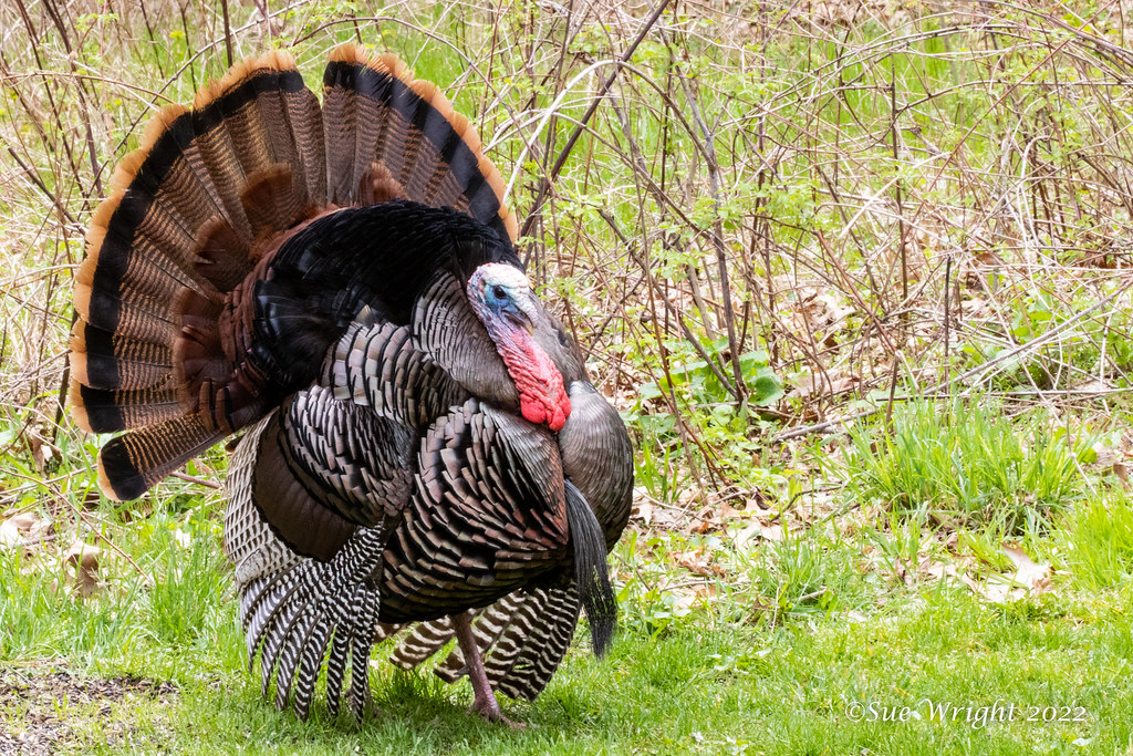 Turkey Flicker Wild Turkey 220505 24 | 5/5/22 Male display My house, Milfor… | Flickr
