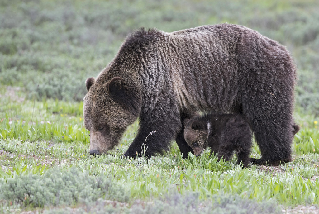 Mama bear, baby bear | A tiny grizzly bear cub stays close t… | Flickr