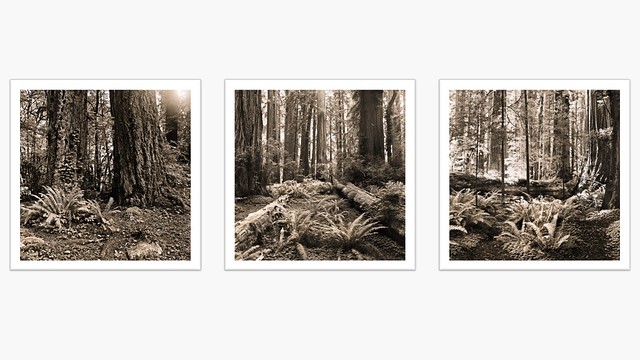 Forest Triptych, 2021