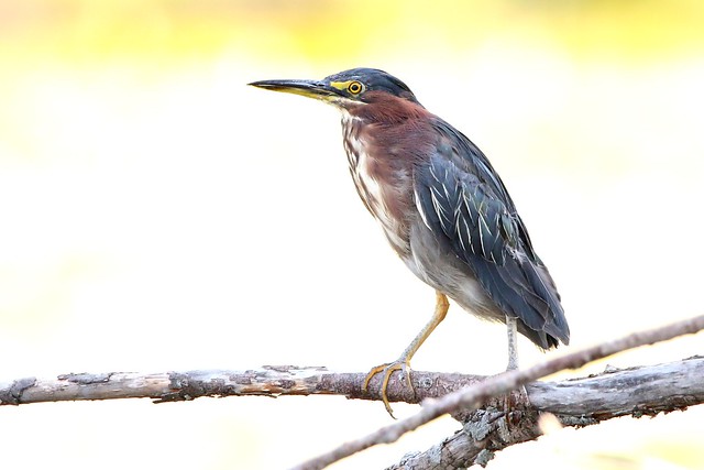 Green Heron - I was not expecting to get this shot. It was completely backlit 😎