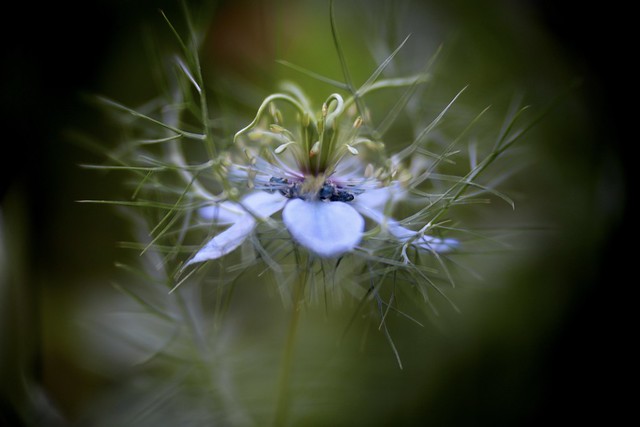 Nigella damascena      SOM Berthiot Cinor   1:1.5  F=40 M/M