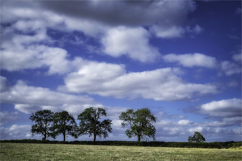 Four and a Half by Fitzpaine, A line of trees on agricultural land near Churchinford in Somerset.churchinford somerset southwesten