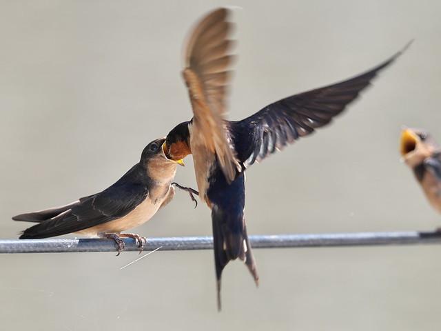 Barn Swallows)
