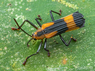 Leaf beetle (Sceloenopla sp.) - P6111603