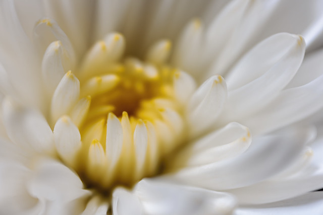 Chrysanthemum 2022-08-17 (R5_99A0565)