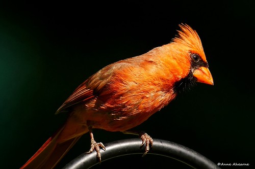 Northern Cardinal Male | by Anne Ahearne
