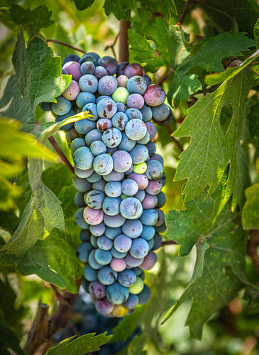 _DSC9420-E-2 - 108 Years Old (Zin In Veraison)