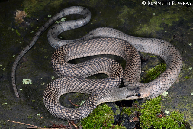 Cubophis cantherigerus cantherigerus (Western Cuban Racer)