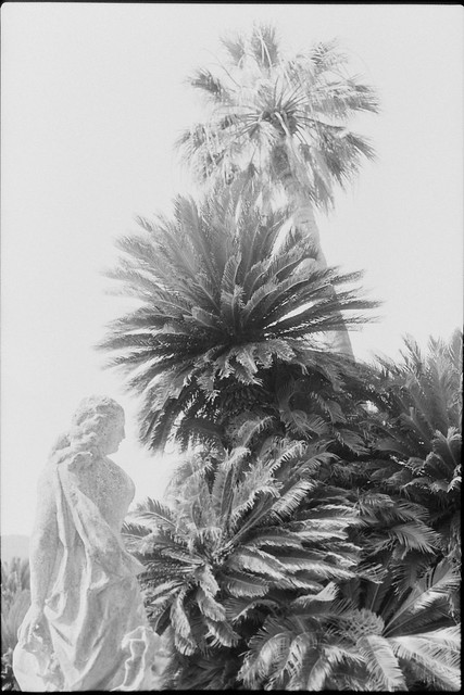 Palms and statue