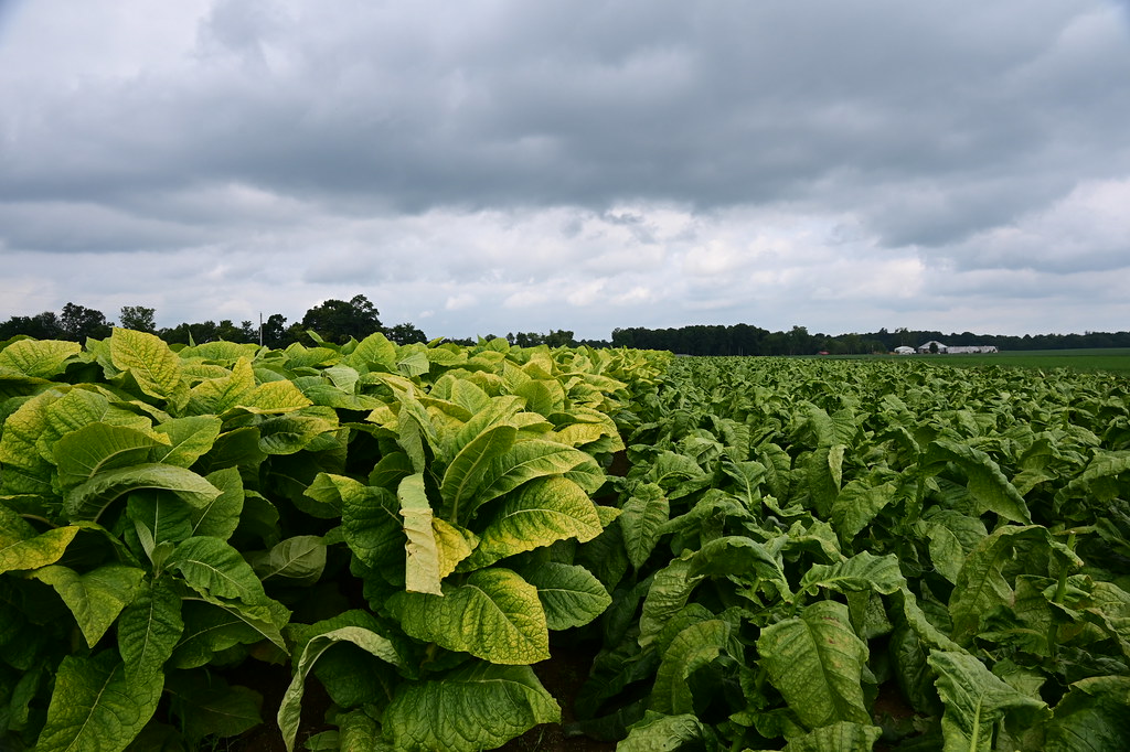 Tobacco Crop 2022 in Indiana